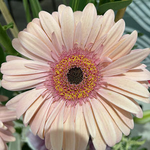 Meet your Posher, Leeann